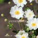 ���Ȭ�ź餭���奦�ᥤ������9��10.5cm�ݥå��ġ����餭������/�Ѵ���¿ǯ��/������/���ͥ��/��4/12�դ�Ÿ����