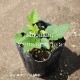 ���Ȭ�ź餭���奦�ᥤ������9��10.5cm�ݥå��ġ����餭������/�Ѵ���¿ǯ��/������/���ͥ��/��4/12�դ�Ÿ����