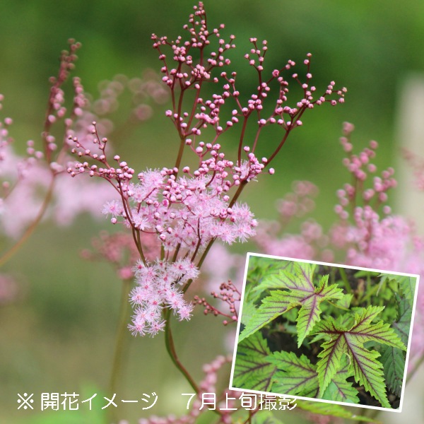 160cm　山野草　山採り　苗木　苗　クロモジ　薬効　ハーブ　癒やしの香り　庭木 160cm 山野草 山採り 苗木 苗 クロモジ 薬効 ハーブ 癒やしの香り 庭木