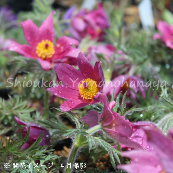 紫桜館山の花屋 | 全商品一覧 - 「西洋オキナグサ 濃色桃花 9cmポット