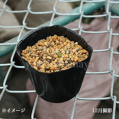 Ρɥåס󥵥 륦9cmݥåġ2忢/業Υϥ//̲ Ͼʤ