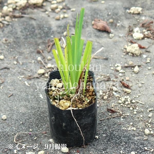 �����祦�֡�10.5cm�ݥå��ġ�������¿ǯ��/�ӥ��ȡ���/���Գ�/���������ֽ�λ 9/19�դ�Ÿ����