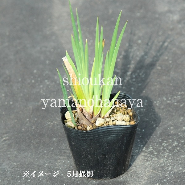 �����祦�֡�10.5cm�ݥå��ġ�������¿ǯ��/�ӥ��ȡ���/���Գ�/���������ֽ�λ 9/19�դ�Ÿ����