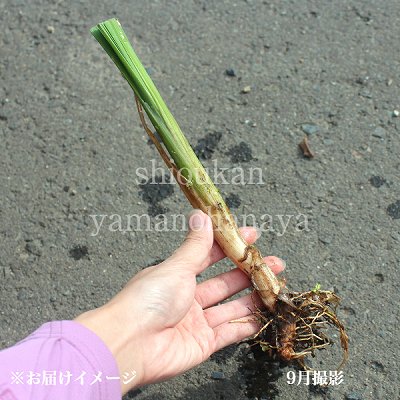 紫桜館 山の花屋 公式サイト 水生 湿地植物を探す 抽水植物 水深10cm程で栽培 ガマ ガマ 素掘り苗 22年開花見込み株 予約受付中 9月24日お届け開始 紫桜館 山の花屋 公式サイト 水生 湿地植物を探す 抽水植物 水深10cm程で栽培 ガマ ガマ 素掘り苗 22年開花見込み株 予約受付中 9月24日お届け開始