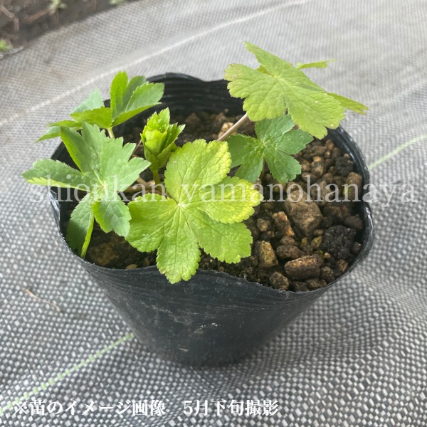 �����ȥ��ƥ��� �ޥ衼�롡10.5cm�ݥå��ġ������ȥ�����/������/���������ֽ�λ 7/10�դ�Ÿ����