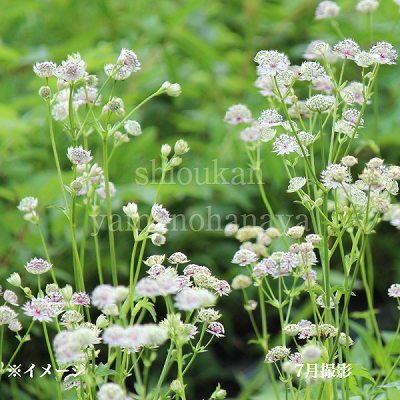 �����ȥ��ƥ��� �ޥ衼�롡10.5cm�ݥå��ġ������ȥ�����/������/���������ֽ�λ 7/10�դ�Ÿ����