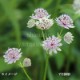 �����ȥ��ƥ��� �ޥ衼�롡10.5cm�ݥå��ġ������ȥ�����/������/���������ֽ�λ 7/10�դ�Ÿ����