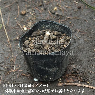 ���ĥͥΥ��ߥ��ꡡ9cm�ݥå��ġ�������/�ꥳ�ꥹ/��߲�/����̲ �Ͼ���̵��