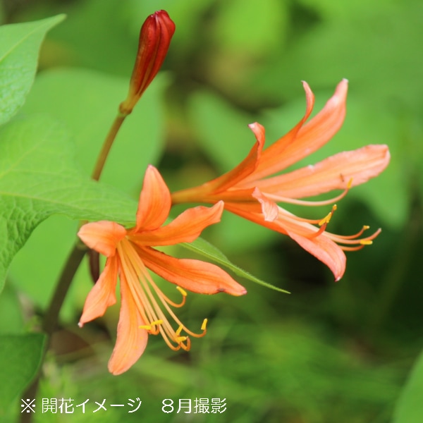 紫桜館山の花屋 開花時季から探す 夏に咲く植物 ヒガンバナ リコリス キツネノカミソリ 9cmポット苗 山野草 リコリス 彼岸花 4 7芽吹き始め 狐のカミソリ ねずみよけ 狐 山野草 宿根草 苗 販売 山草 紫桜館 通販 購入