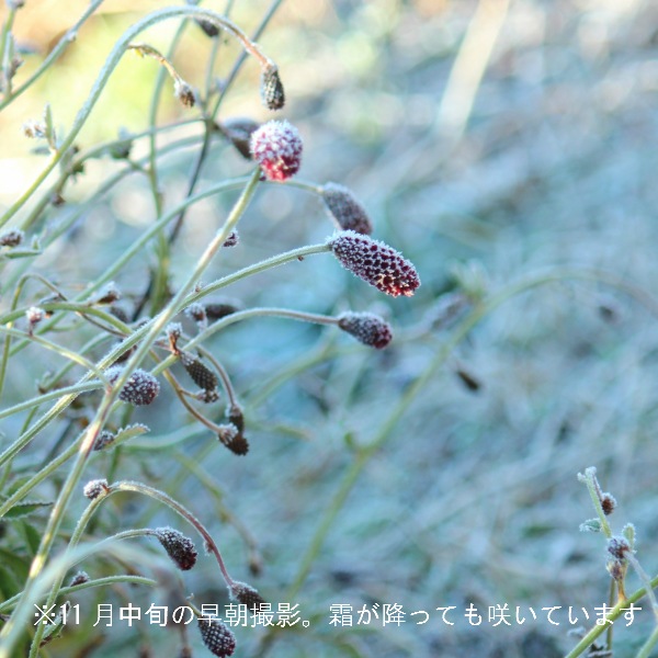 �ս��餭���⥳����10.5cm�ݥå��ġ�������/�Ѵ���¿ǯ��/�����/���󥮥����/����̲ �Ͼ���̵��