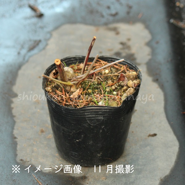 �ս��餭���⥳����10.5cm�ݥå��ġ�������/�Ѵ���¿ǯ��/�����/���󥮥����/����̲ �Ͼ���̵��