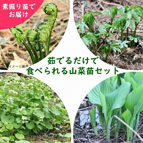 �����ĥ��åȡ� 觤Ǥ�����ǿ��٤��뻳���ġ�4���5�����åȡڥ����ߡ����ɥ������륤���ϥ����掠�ӡۢ����ٺѤ�