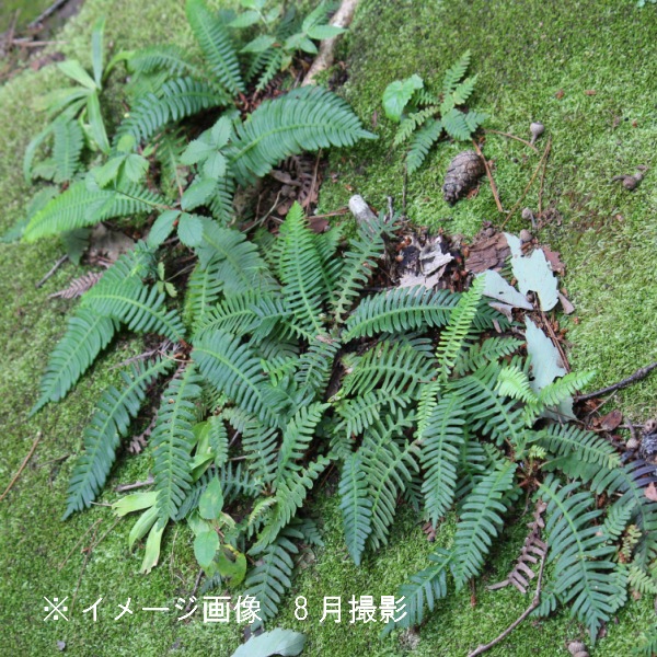 顡10.5cmݥåġ/ʪ/Ƭ/6/13դŸ