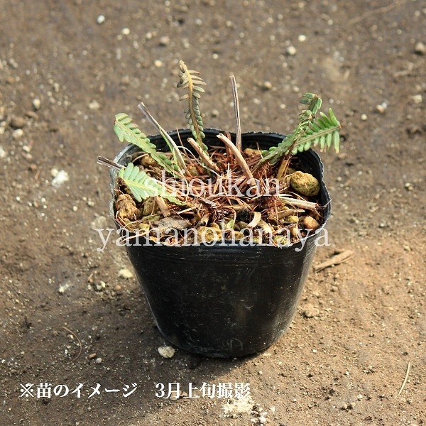 顡10.5cmݥåġ/ʪ/Ƭ/6/13դŸ