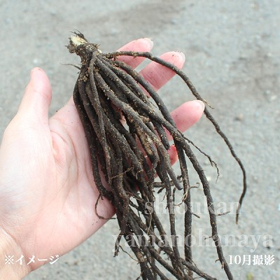 ��ޥ��륤���Ƿ����ġ�������/�ۥ���/�����Х��ܥ���/������/�����ٺѤ�