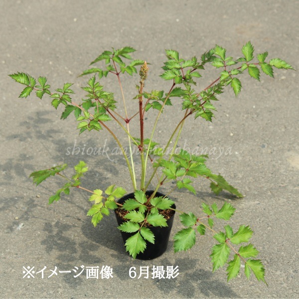 ��������� ����å�������ɥ���ޡ���10.5cm�ݥå��ġ��ɺ���/������/�ȥꥢ�����祦��/���������ֽ�λ 8/18�դ�Ÿ����