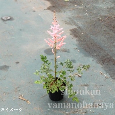��������� ����å�������ɥ���ޡ���10.5cm�ݥå��ġ��ɺ���/������/�ȥꥢ�����祦��/���������ֽ�λ 8/18�դ�Ÿ����