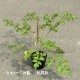 ��������� ����å�������ɥ���ޡ���10.5cm�ݥå��ġ��ɺ���/������/�ȥꥢ�����祦��/���������ֽ�λ 8/18�դ�Ÿ����