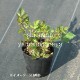 ��������� ����å�������ɥ���ޡ���10.5cm�ݥå��ġ��ɺ���/������/�ȥꥢ�����祦��/���������ֽ�λ 8/18�դ�Ÿ����