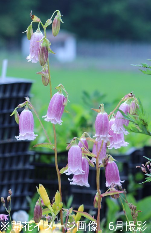 ������ź餭�ۥ���֥�����9cm�ݥå��ġ����֥�餭/�Ѵ���¿ǯ��/����/����ѥ˥��/�����դ�Ÿ����