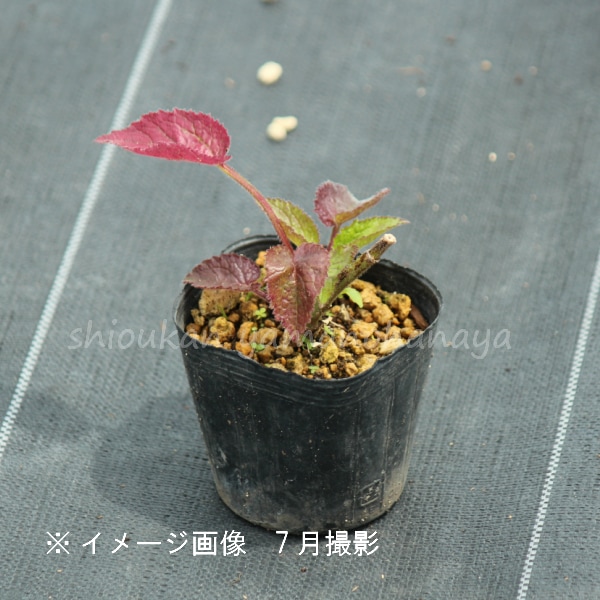 ������ź餭�ۥ���֥�����9cm�ݥå��ġ����֥�餭/�Ѵ���¿ǯ��/����/����ѥ˥��/�����դ�Ÿ����