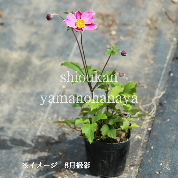 ���奦�ᥤ���� �������� 9��10.5cm�ݥå��ġ����餭������/�Ѵ���¿ǯ��/������/���ͥ��/�����դ�Ÿ����