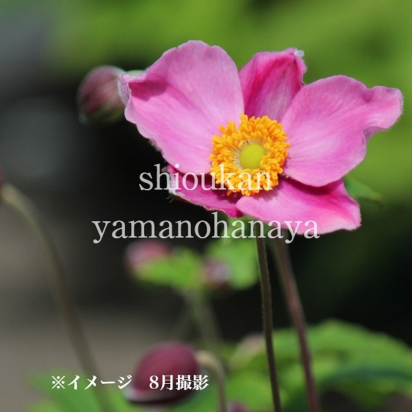 ���奦�ᥤ���� �������� 9��10.5cm�ݥå��ġ����餭������/�Ѵ���¿ǯ��/������/���ͥ��/�����դ�Ÿ����