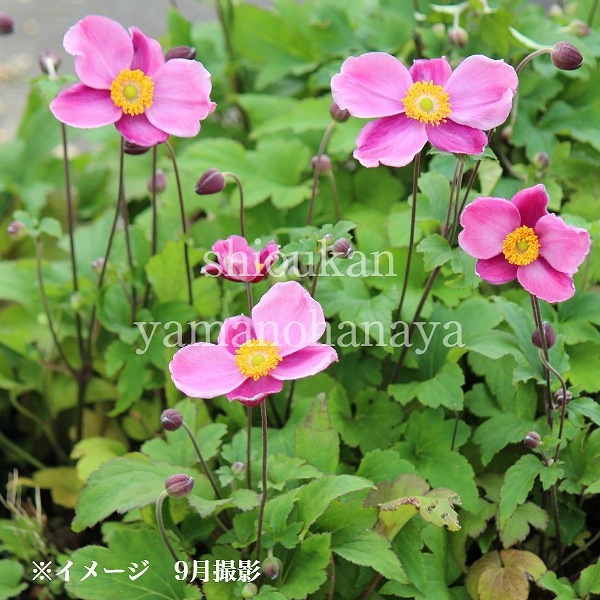 ���奦�ᥤ���� �������� 9��10.5cm�ݥå��ġ����餭������/�Ѵ���¿ǯ��/������/���ͥ��/�����դ�Ÿ����