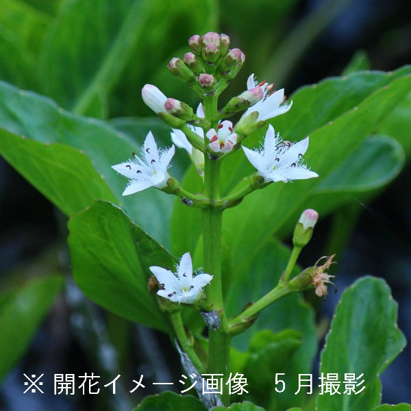 確認用］水生植物 苗 確認用］水生植物苗