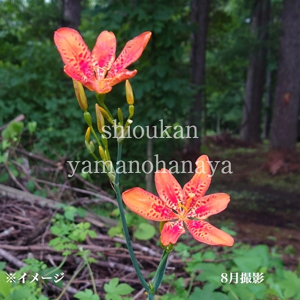 紫桜館山の花屋 | ☆開花時季から探す,初夏に咲く植物,アヤメ