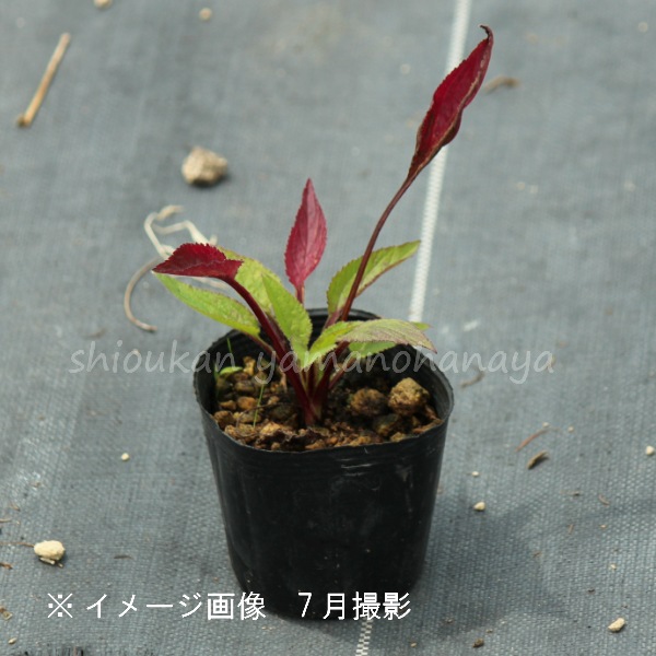 ������ź餭�ۥ���֥�����9cm�ݥå��ġ����֥�餭/�Ѵ���¿ǯ��/����/����ѥ˥��/������/�����դ�Ÿ����