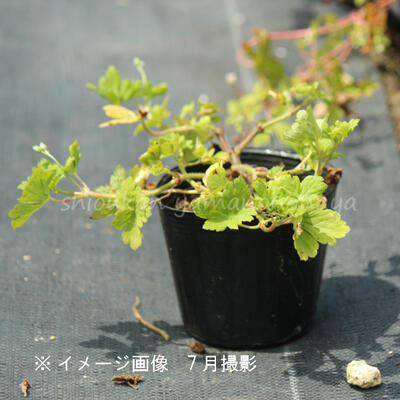 ����Υ��祦����9cm�ݥå��ġ��Ѵ���¿ǯ��/�ߥ�������/�ե�������/��7/4�դ�Ÿ����