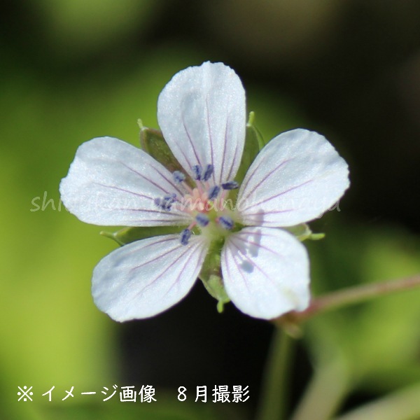 紫桜館山の花屋 商品一覧 ポット苗 ゲンノショウコ 9cmポット苗 山野草 耐寒性多年草 ミコシグサ 現の証拠 フウロソウ 今季開花終了 紫桜館山の花屋 商品一覧 ポット苗 ゲンノショウコ 9cmポット苗 山野草 耐寒性多年草 ミコシグサ 現の証拠 フウロソウ 今季開花終了