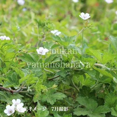 ����Υ��祦����9cm�ݥå��ġ��Ѵ���¿ǯ��/�ߥ�������/�ե�������/��7/4�դ�Ÿ����