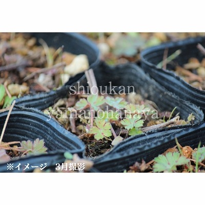 ����Υ��祦����9cm�ݥå��ġ��Ѵ���¿ǯ��/�ߥ�������/�ե�������/��7/4�դ�Ÿ����