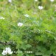 ����Υ��祦����9cm�ݥå��ġ��Ѵ���¿ǯ��/�ߥ�������/�ե�������/��7/4�դ�Ÿ����