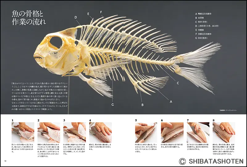 魚のおろし方 ｜食の総合出版社 柴田書店公式サイト