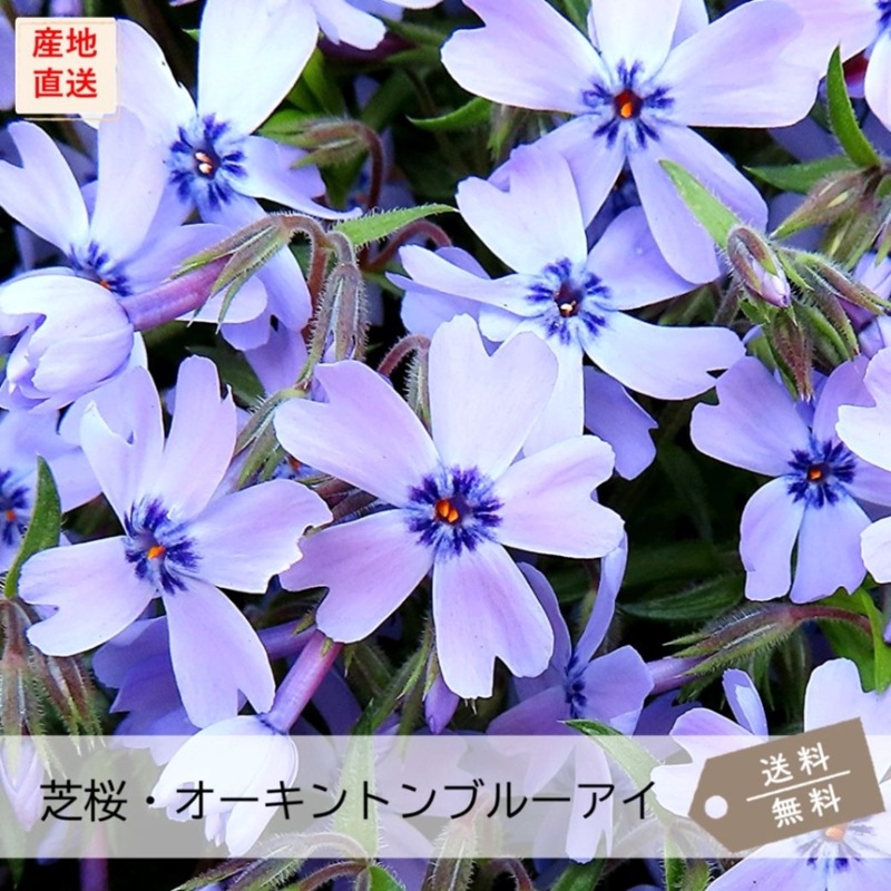 芝桜オーダーページ 0000000000283_WAqHr0M.jpg