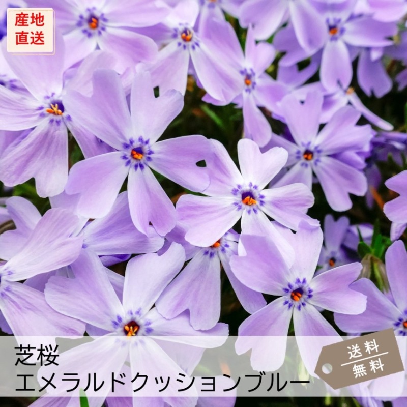 芝桜 エメラルドクッションブルー (青紫色) | エメラルドクッション