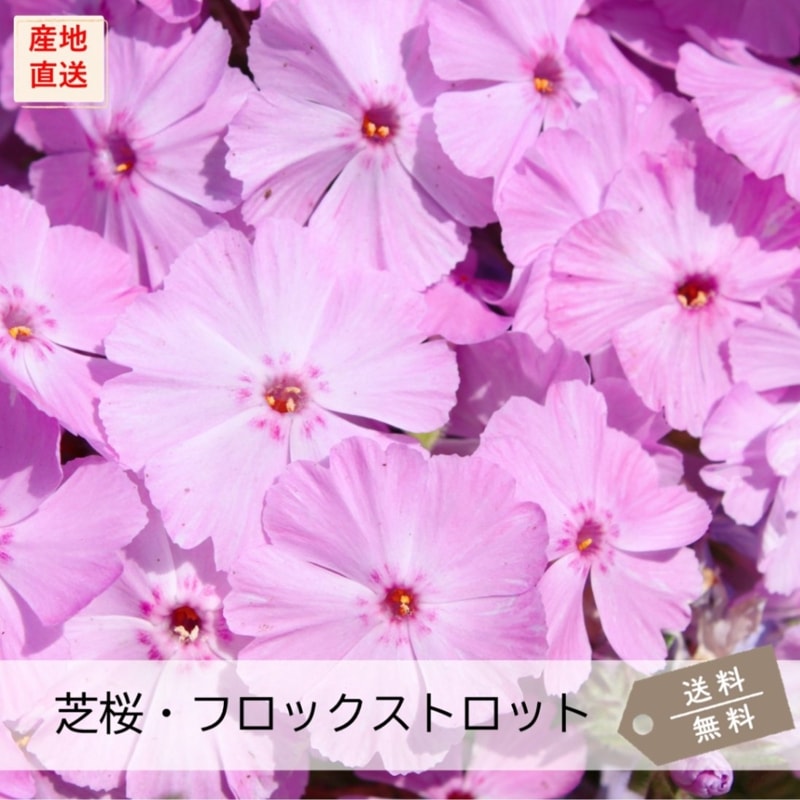芝桜 フロックストロット (大輪桃色) | フロックストロット