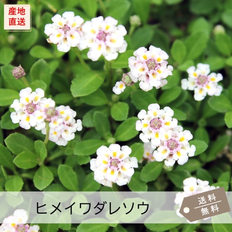 ヒメイワダレソウ（リピア） | ヒメイワダレソウ | 芝桜専門店