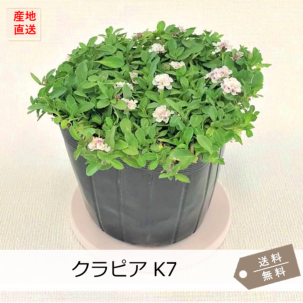 イワダレソウ改良種「クラピア・K7」白花
