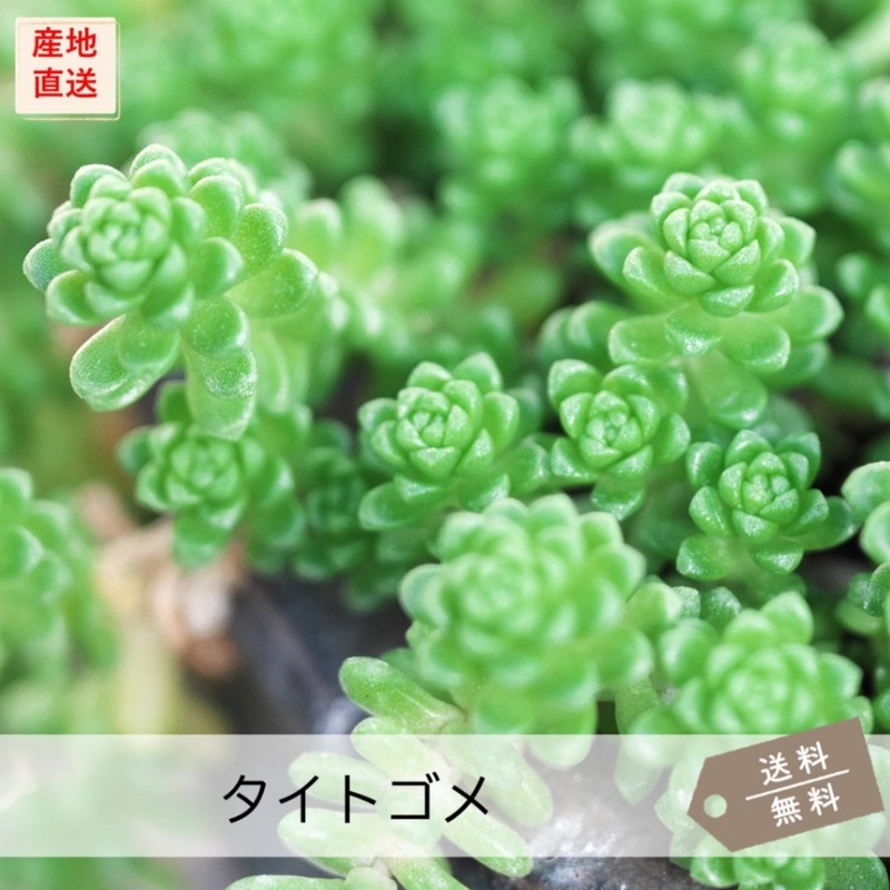 タイトゴメ | 多肉植物（セダム） | 芝桜専門店「お台場ガーデンクラブ」