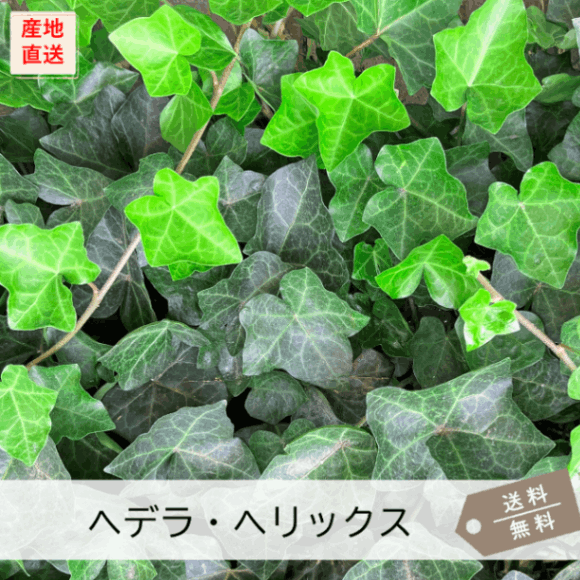 へデラヘリックス-2 PLANCHU 観葉植物 ヘデラ ヘリックス 品種おまかせ 3.5号鉢