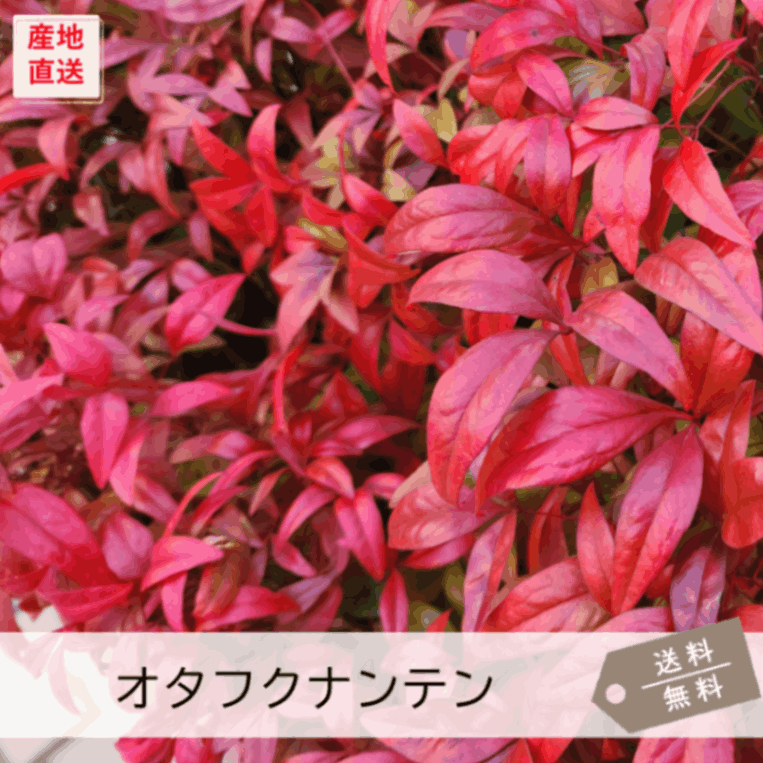 オタフクナンテン | 低木 | 芝桜専門店「お台場ガーデンクラブ」