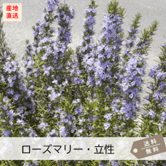 ラベンダー ローズマリー ラベンダー ローズマリー 71gETvuv49L._UF894,1000_QL80_.jpg