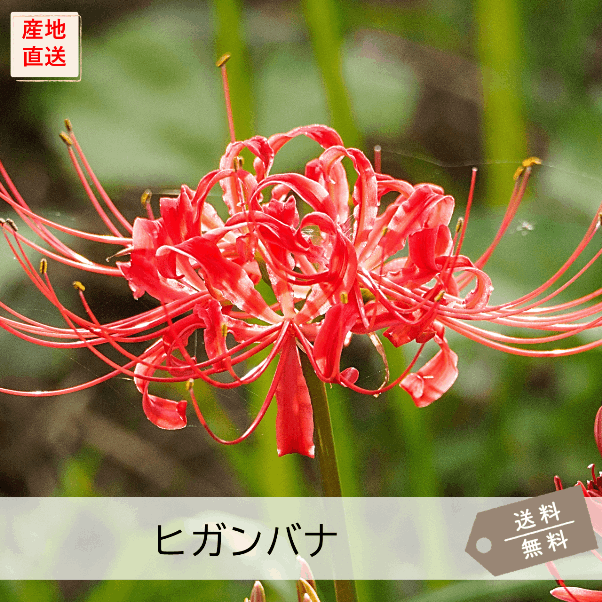 ヒガンバナ（彼岸花） | 花の咲く植物 | 芝桜専門店「お台場ガーデン