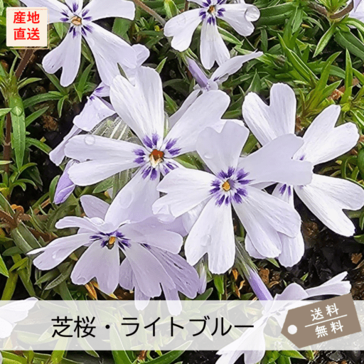 芝桜を選ぶ,芝桜一覧（全13品種） | 芝桜専門店「お台場ガーデンクラブ」