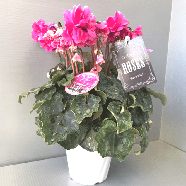 シクラメン・ローゼスローズ | 花の咲く植物 | 芝桜専門店「お台場