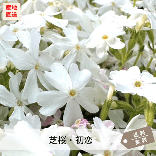 芝桜を選ぶ,芝桜一覧（全13品種） | 芝桜専門店「お台場ガーデンクラブ」